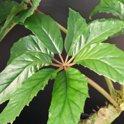 Begonia carolinaefolia