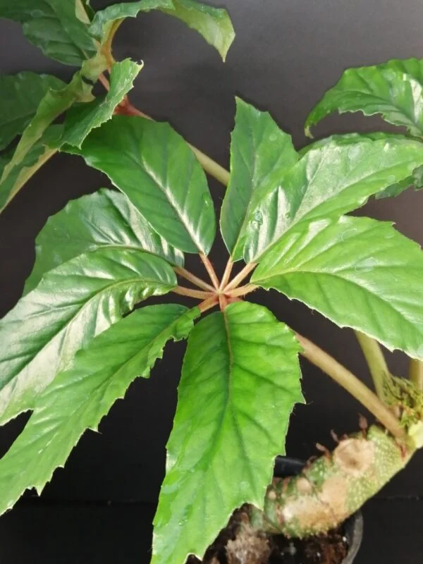Begonia taiwaniana, foto 4