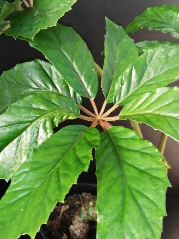 Begonia taiwaniana, foto 5