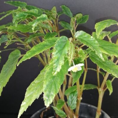 Begonia taiwaniana