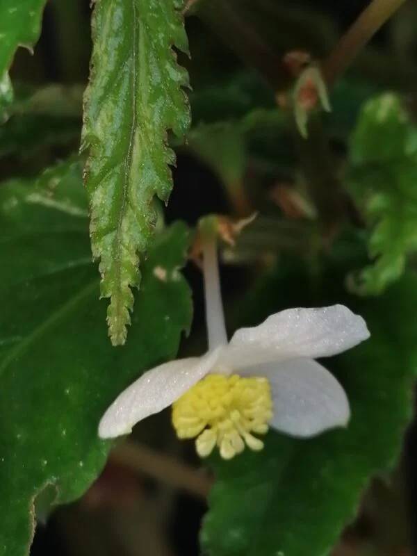 Begonia taiwaniana, foto 3