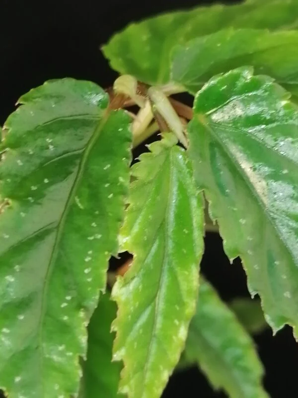 Begonia taiwaniana, foto 2