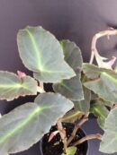 Begonia Magdalene Madsen