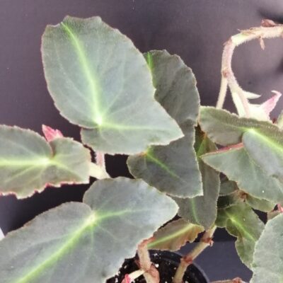 Begonia Magdalene Madsen