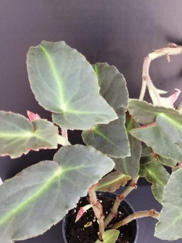 Begonia Magdalene Madsen, pianta da interno