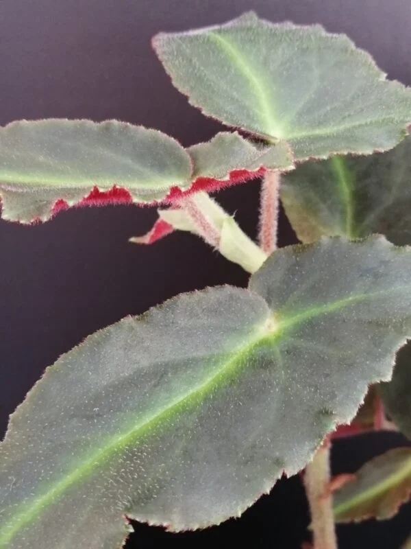 Begonia Magdalene Madsen, foto 3