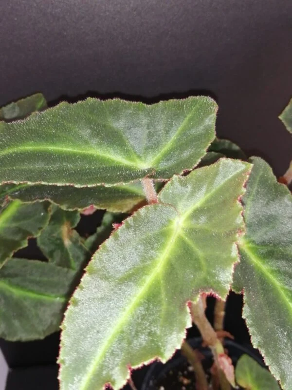 Begonia Magdalene Madsen, foto 2