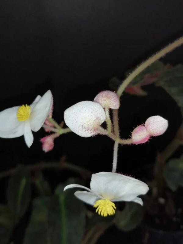 Begonia Magdalene Madsen, foto 4