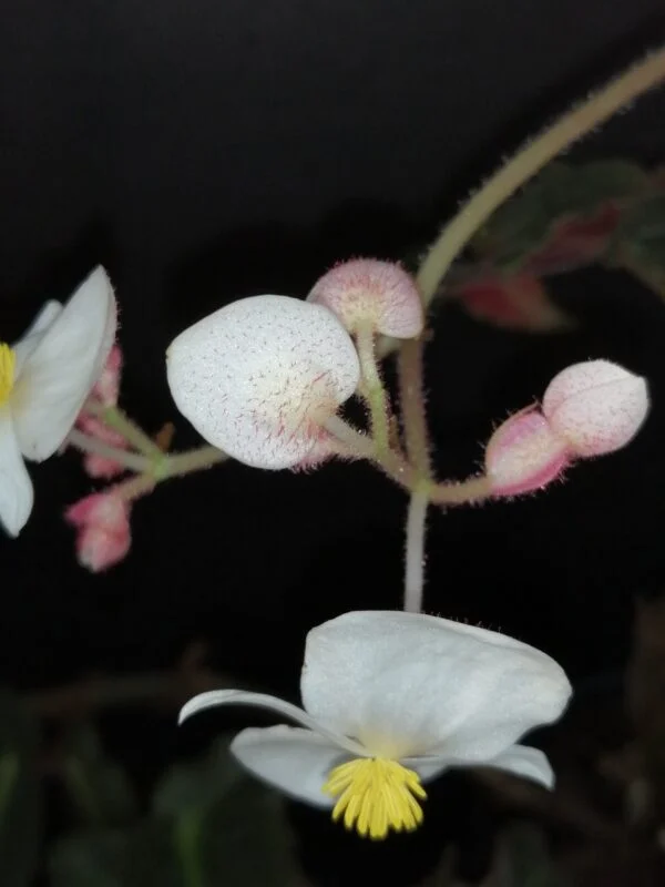 Begonia Thimothee, foto 40