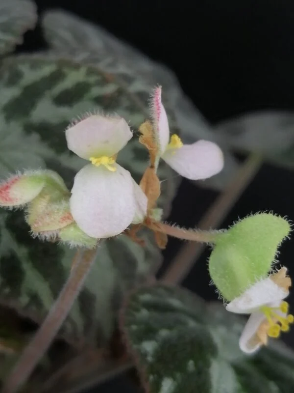 Begonia Thimothee, foto 9