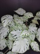 Begonia Silver Jewel