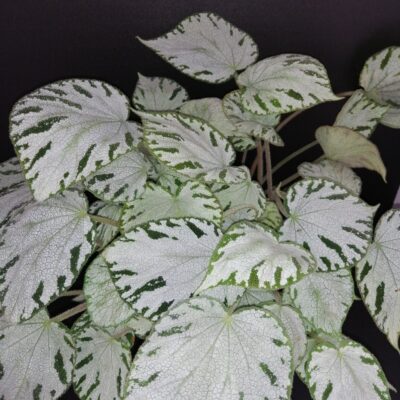 Begonia Silver Jewel