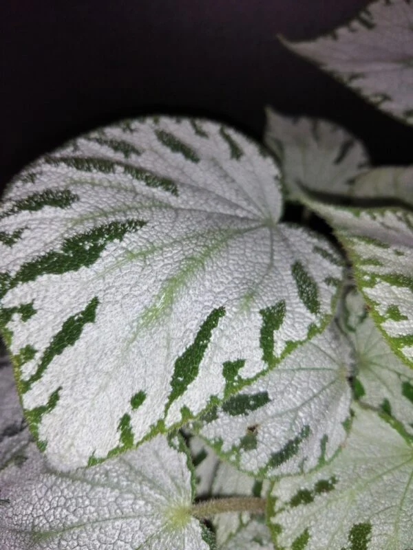 Begonia Silver Jewel, foto 3