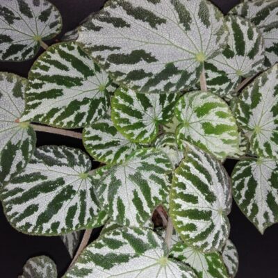 Begonia imperialis