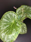 Begonia pseudolongiciliata