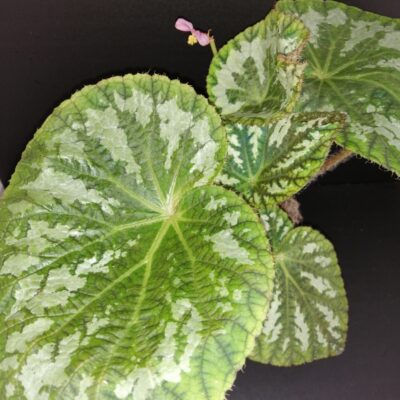 Begonia pseudolongiciliata