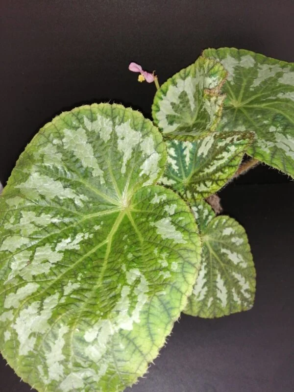 Begonia pseudolongiciliata, pianta da interno