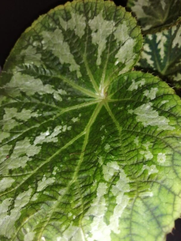 Begonia pseudolongiciliata, foto 3