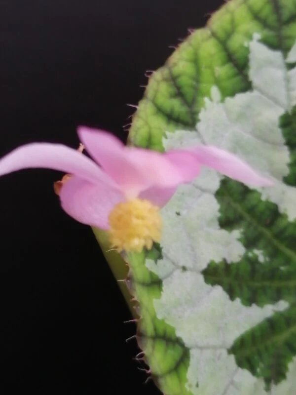 Begonia pseudolongiciliata, foto 2