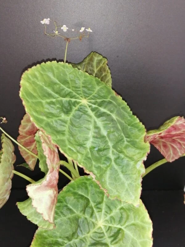 Begonia Thimothee, foto 18