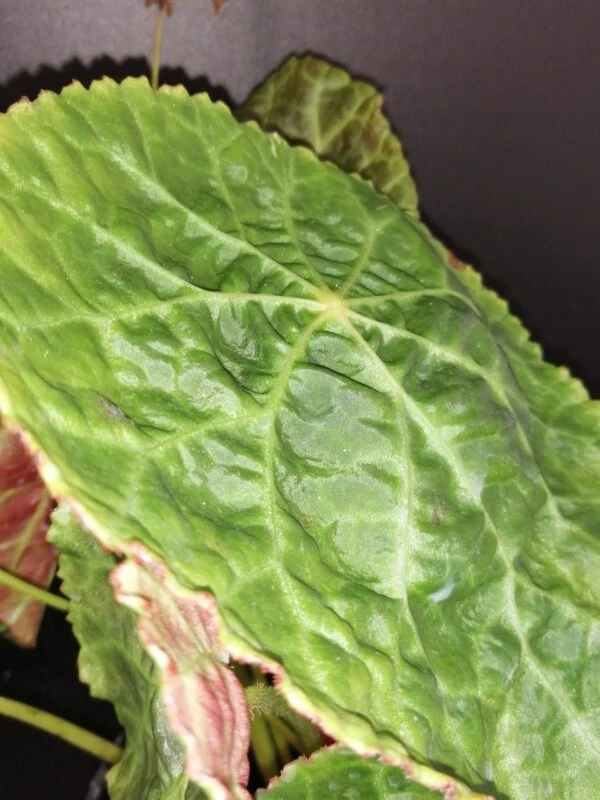 Begonia Thimothee, foto 19