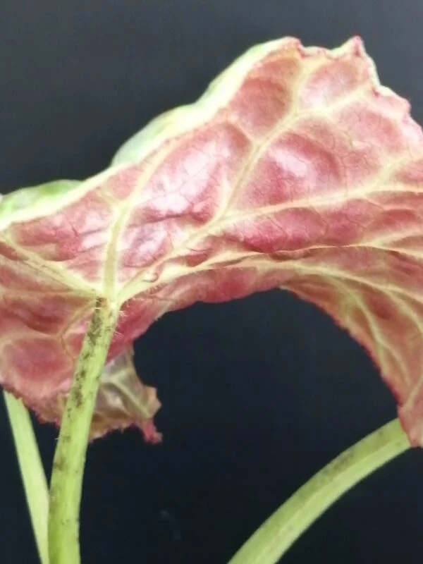 Begonia Thimothee, foto 42