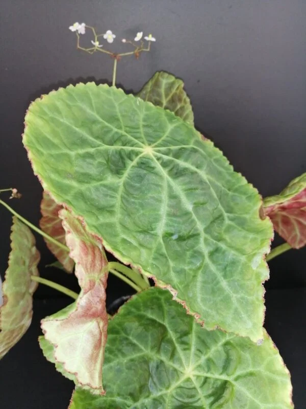 Begonia Thimothee, foto 20