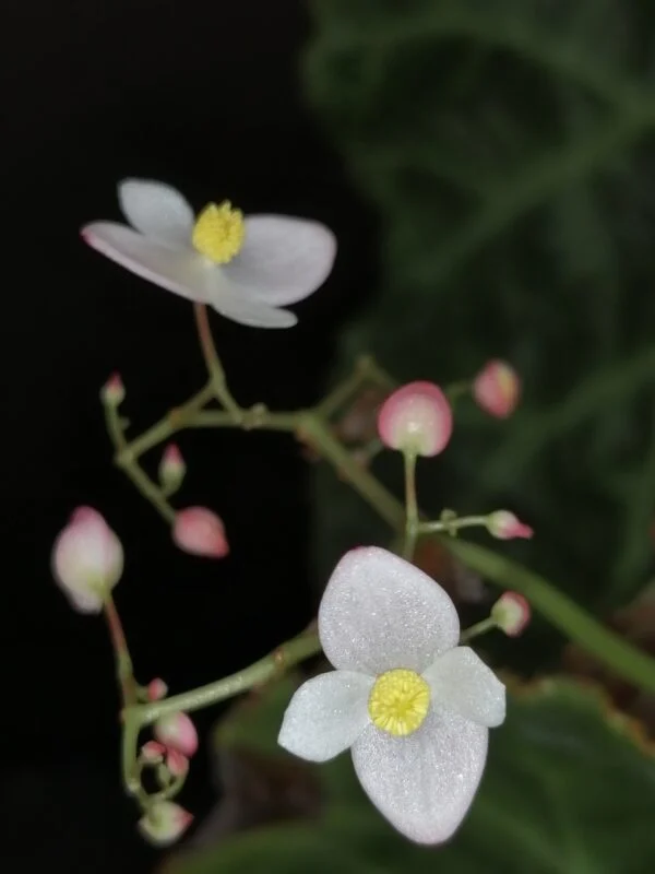 Begonia Thimothee, foto 21