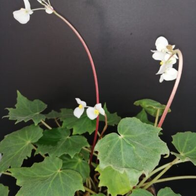 Begonia sp