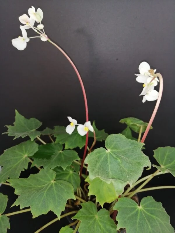 Begonia sp, pianta da interno