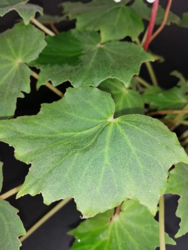 Begonia sp, foto 3