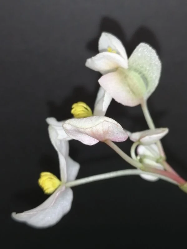 Begonia sp, foto 2