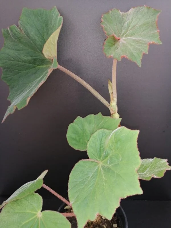 Begonia Thimothee, foto 25