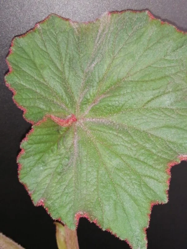 Begonia Thimothee, foto 43