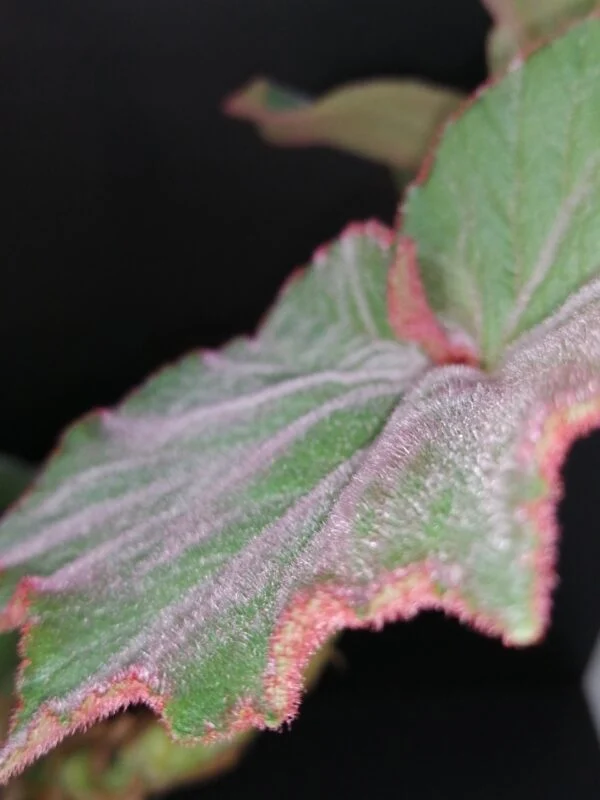 Begonia Thimothee, foto 26