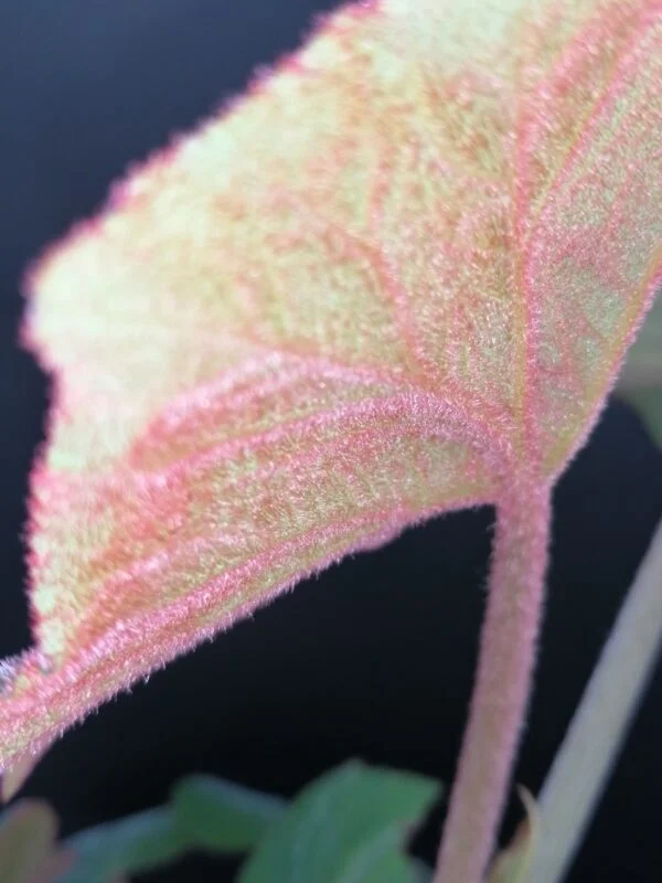 Begonia Thimothee, foto 27