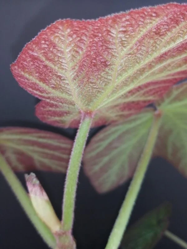 Begonia Art Hodes, foto 4
