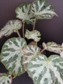 Begonia Giddy
