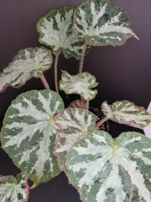 Begonia Giddy, pianta da interno