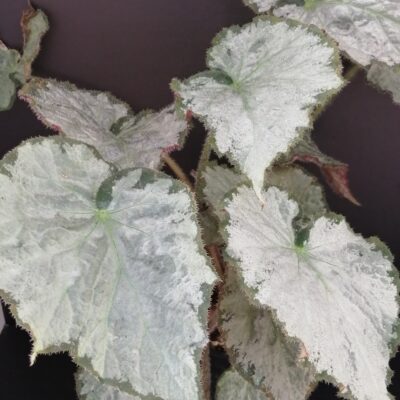 Begonia Pearlii