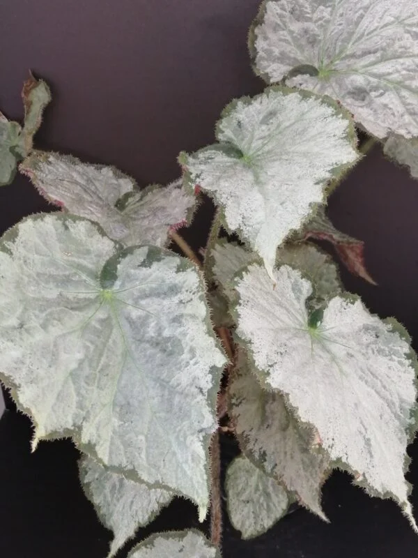 Begonia Thimothee, foto 32