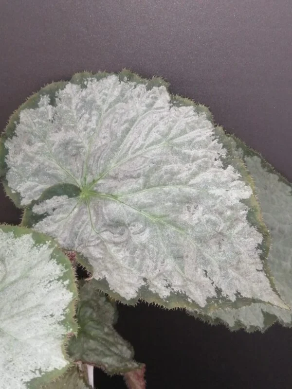 Begonia Thimothee, foto 33