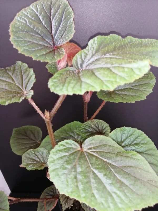 Begonia bachiensis, pianta da interno