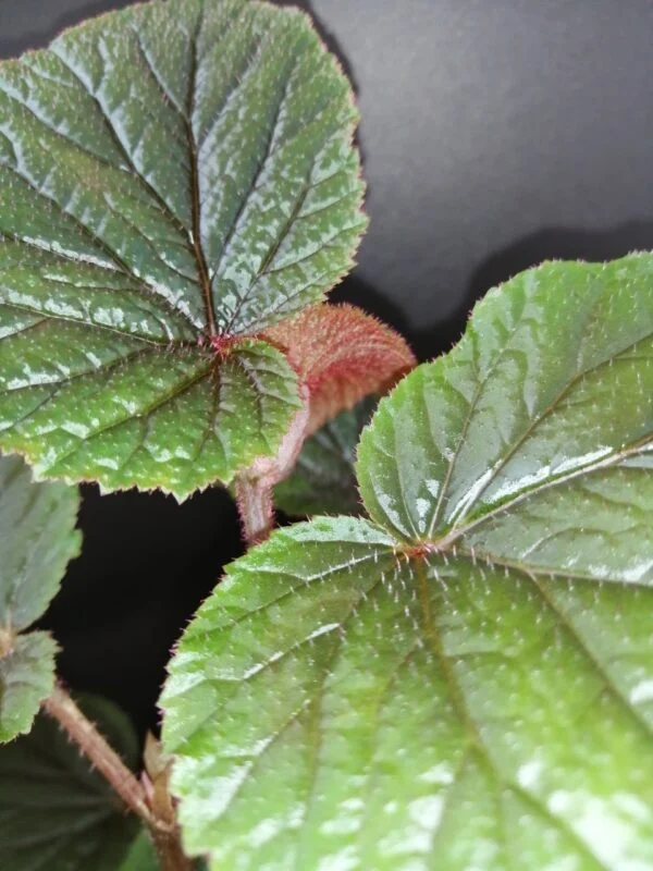 Begonia bachiensis, foto 3