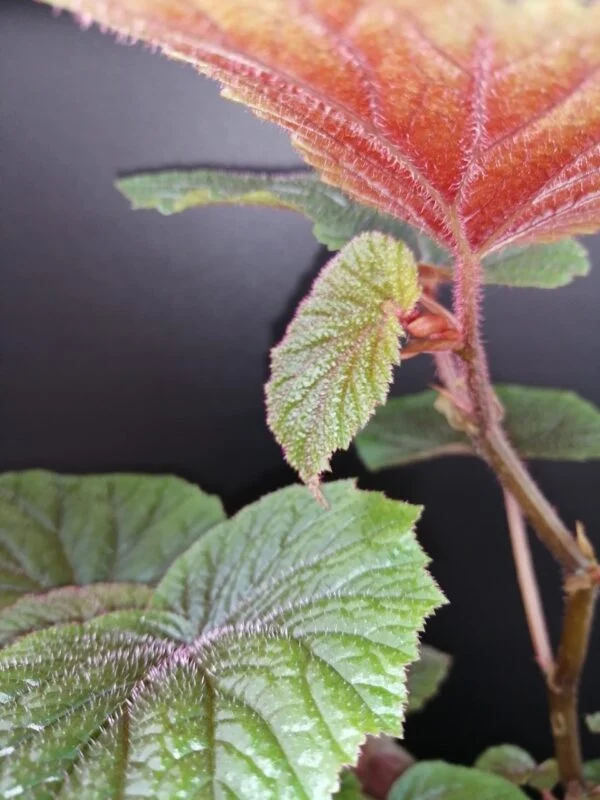 Begonia bachiensis, foto 2