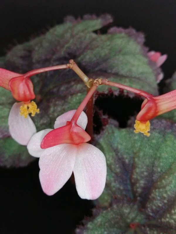 Begonia Sucre Glacee, foto 4