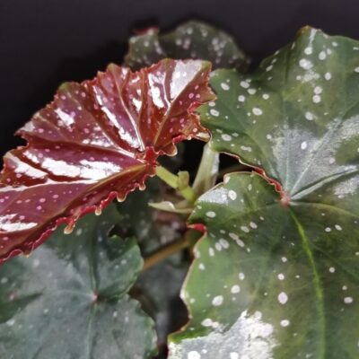Begonia Flo Belle Moseley