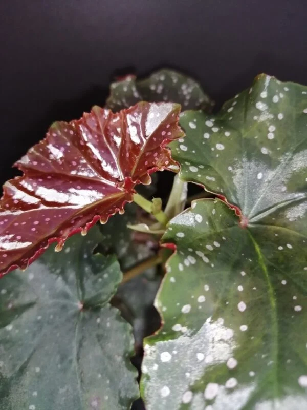 Begonia Flo Belle Moseley, pianta da interno