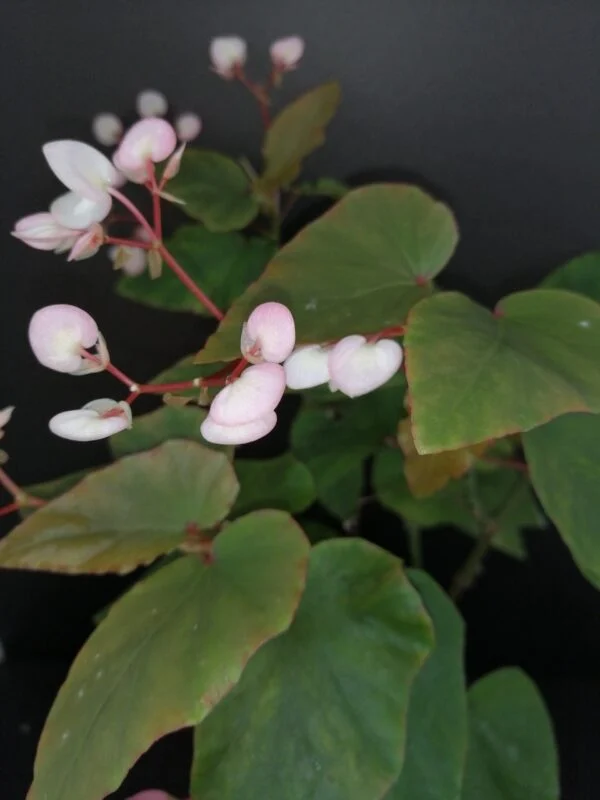 Begonia Thimothee, pianta da interno