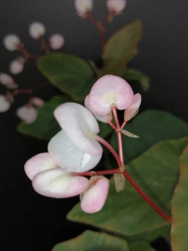 Begonia Thimothee, foto 2